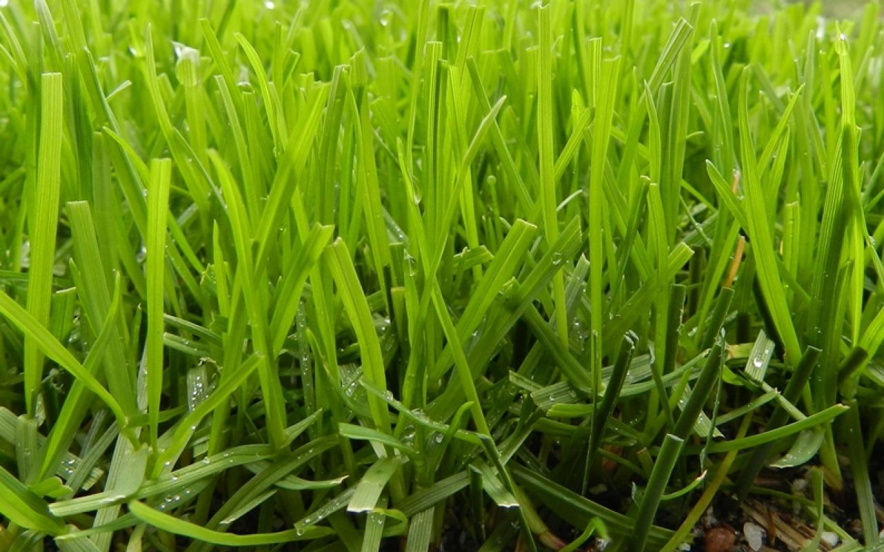 L'innovativa erba ibrida POWERgrass