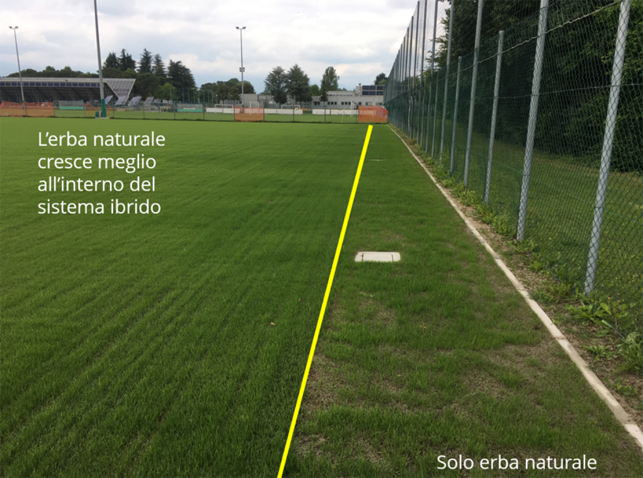 Crescita rapida e uniforme