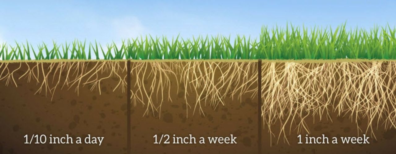 Roots_and_grass_height