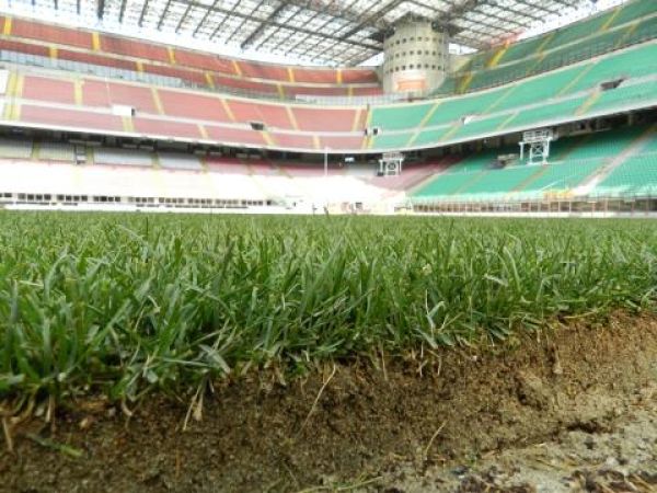 L'erba spuntata a 7 giorni dalla semina