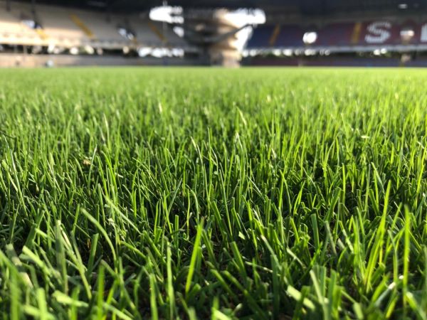 Uniform grass emergence after 7 days