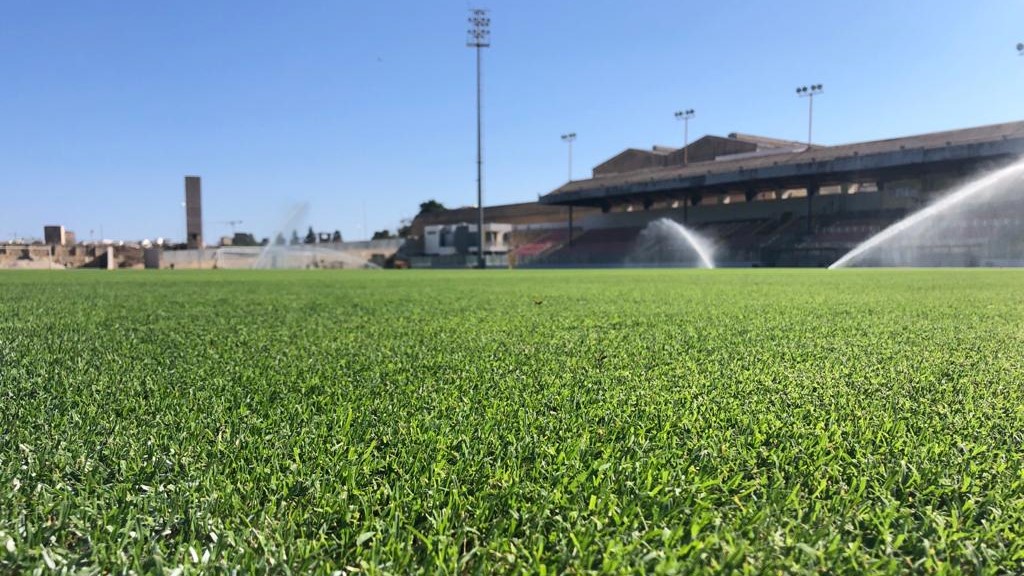 Uniform grass emergence of Bermudagrass