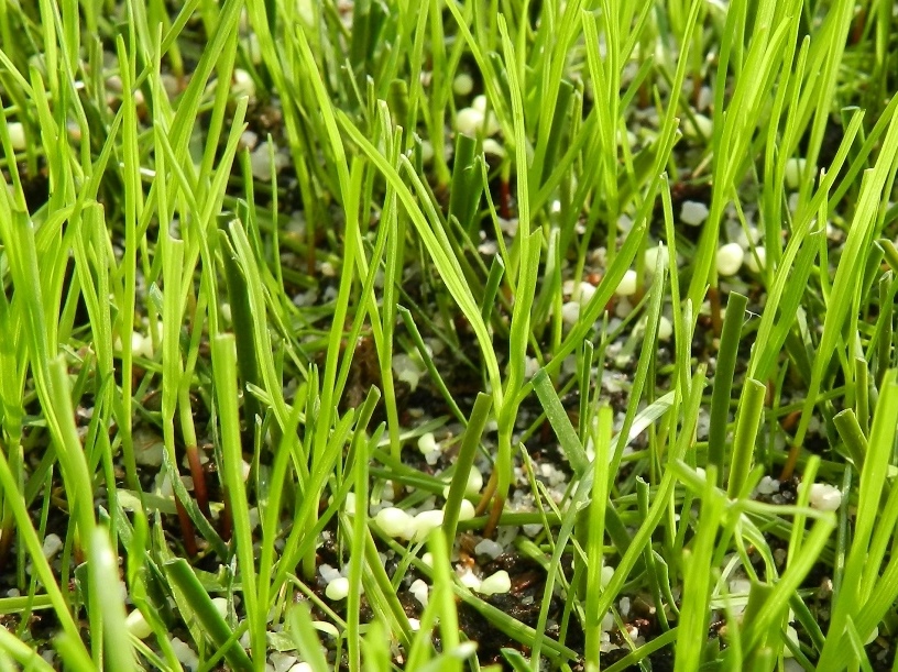 L'erba naturale cresce tra le fibre sintetiche